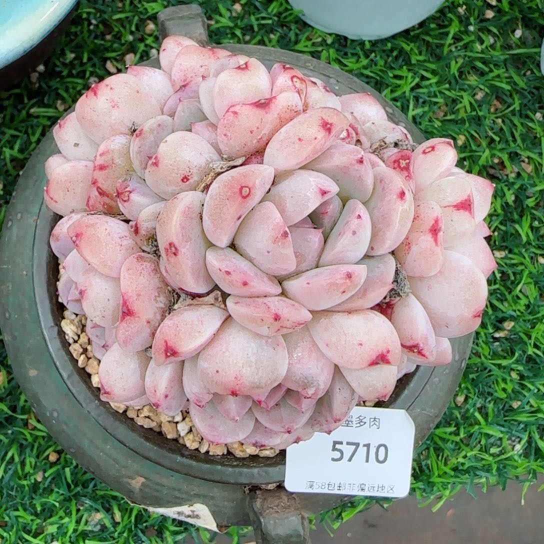 白底天鹅绒无砍，5710多肉