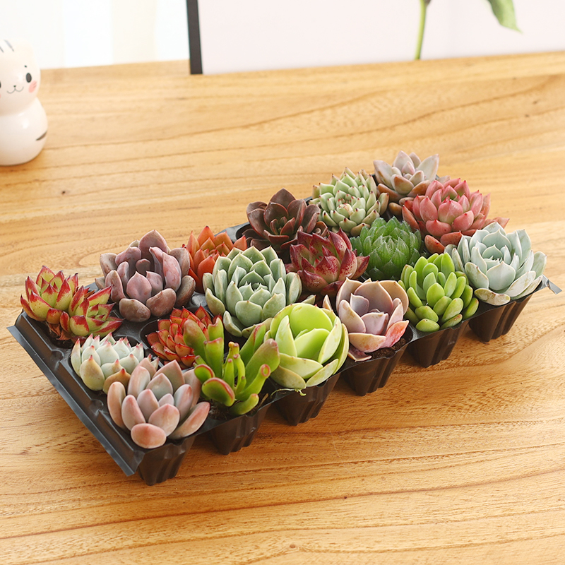 【小天小宝】501-700新手多肉植物套餐基地直发18个品种不重复批发