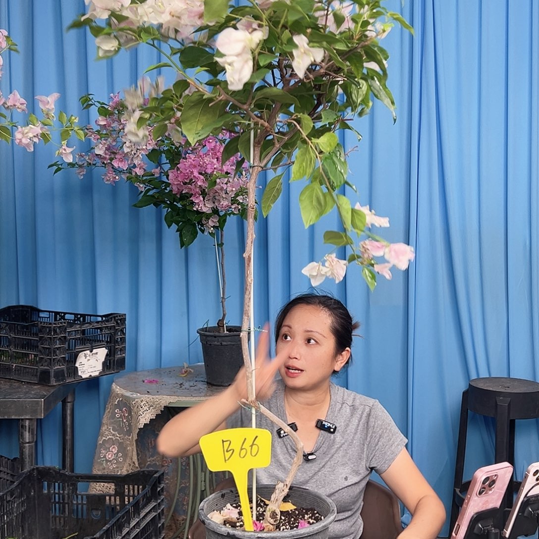 禾***蕾大部分开放少量花苞B66广红英