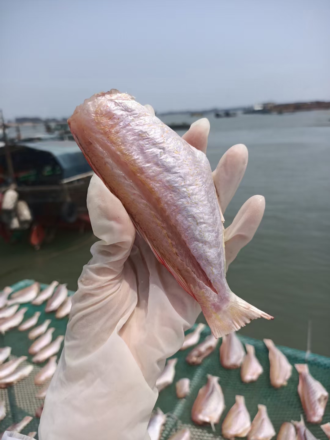 湛江特产红衫鱼干  半干湿纯盐腌制自然晾晒红衫鱼干一斤20条左右