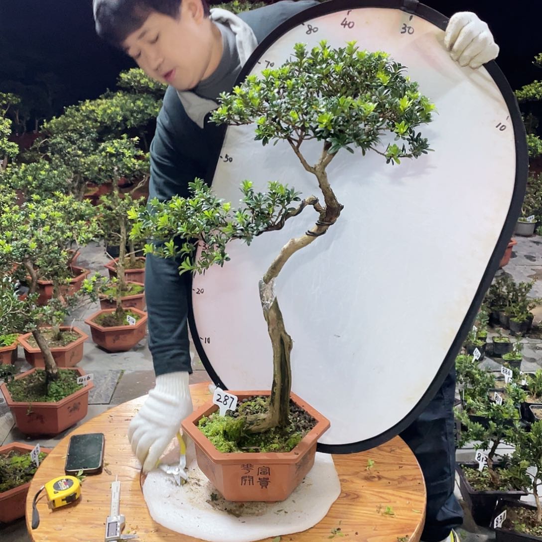 清***~以实际为准罗汉松珍珠287带盆