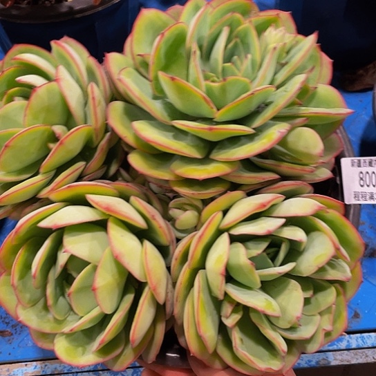 哈****哈牡丹亭80090多肉