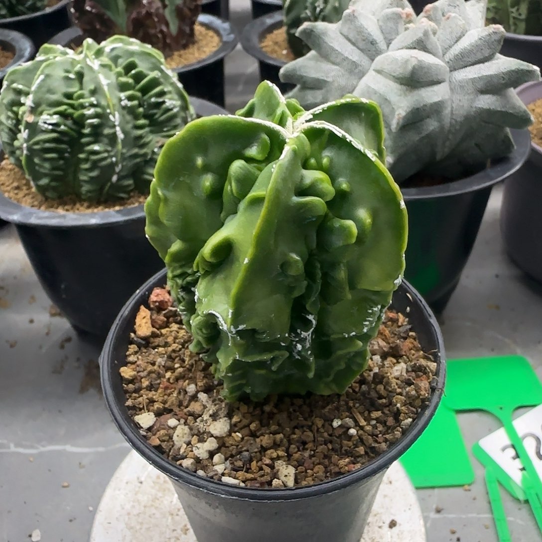 核桃鸾凤玉实生根307