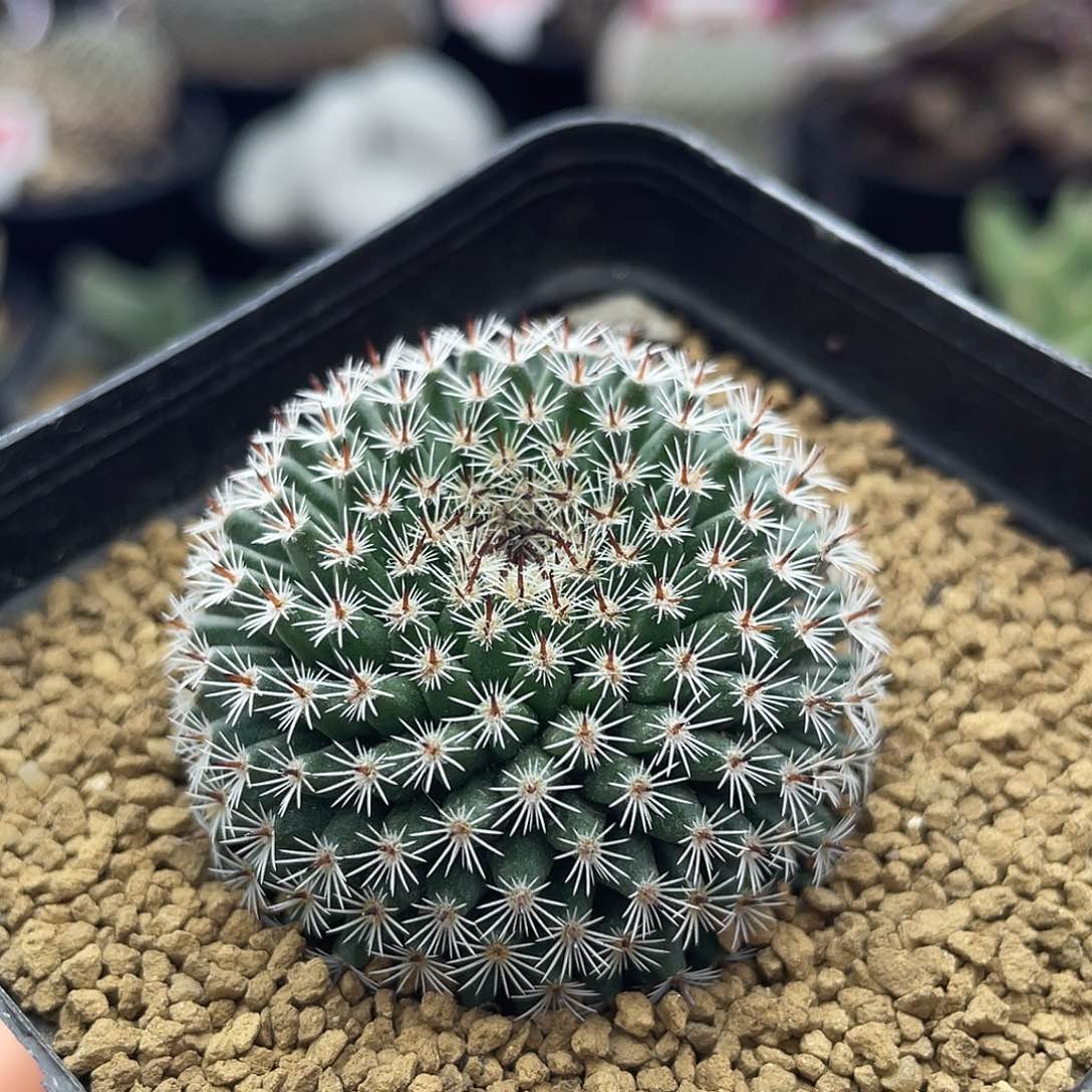 实生纯正恋山彦仙人球