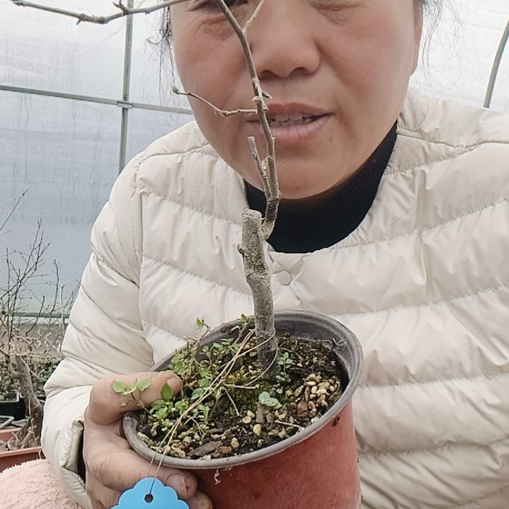 @***u无花朵12555255688