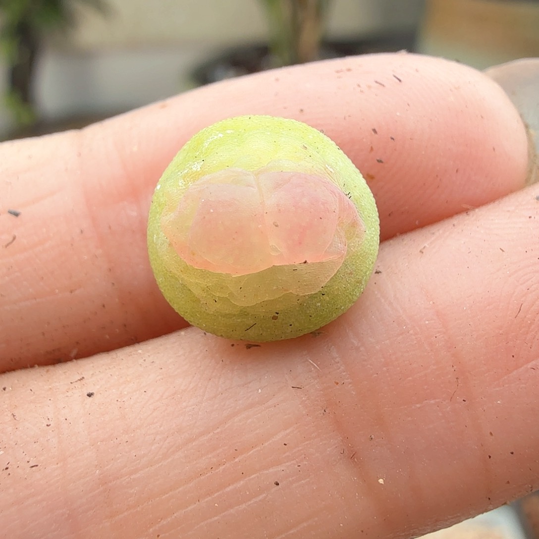 2.5.4/紫皮拉登0.9厘米