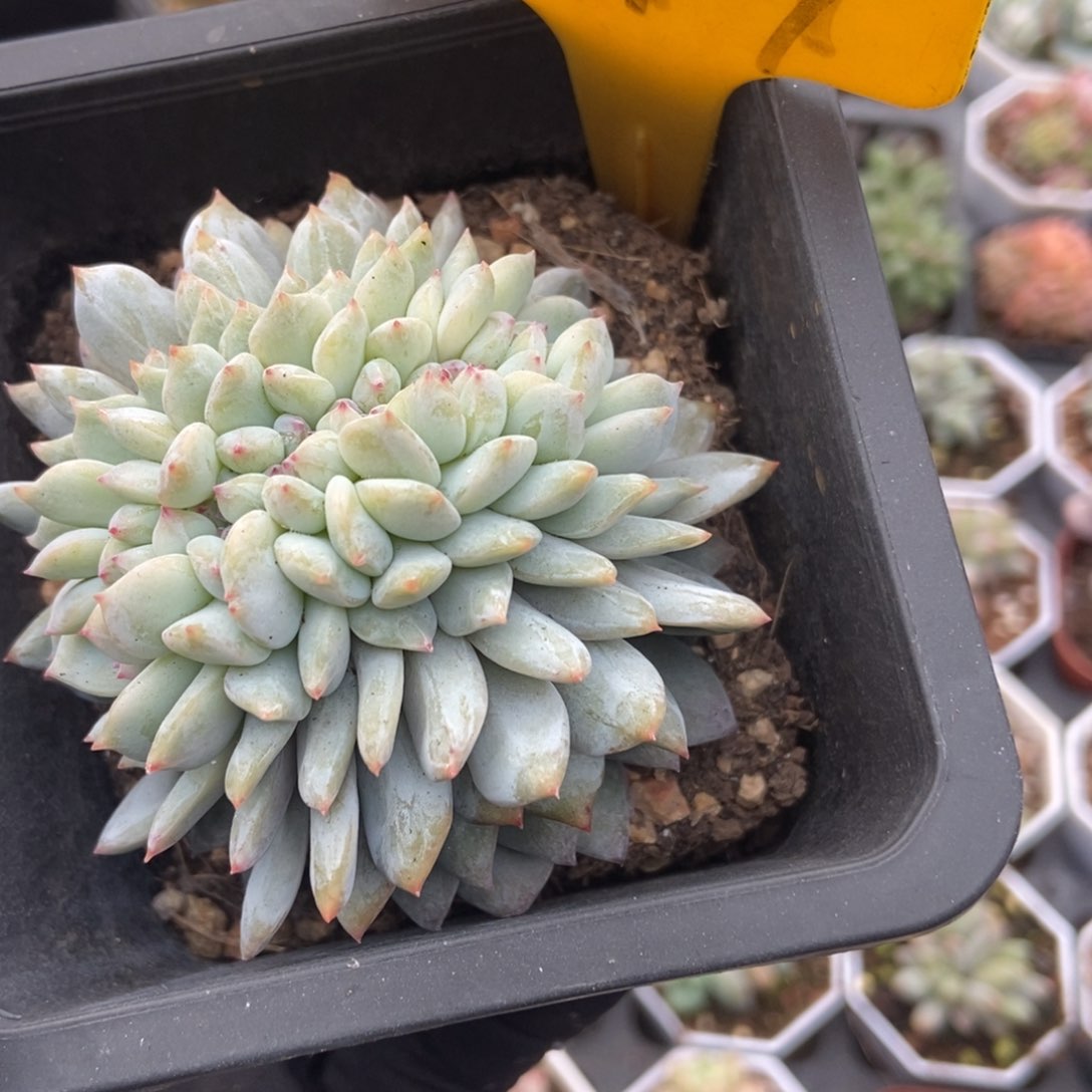 577橙子缀多肉植物