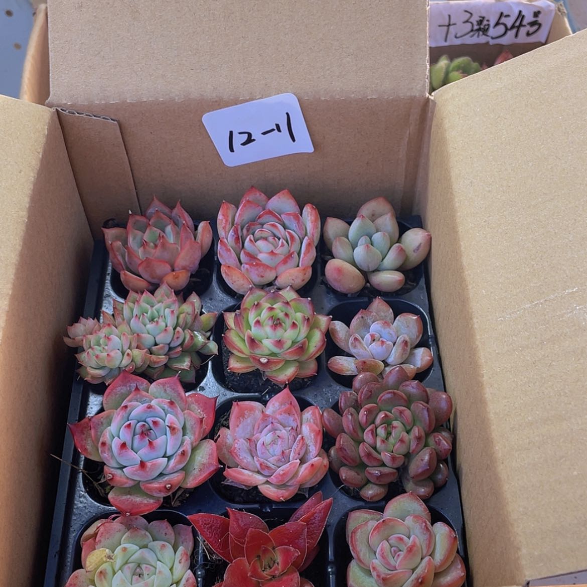 【闪购商品】12颗-11