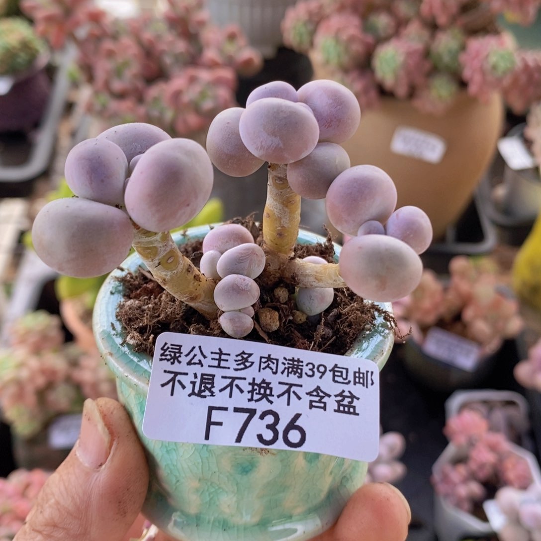橙奶5cm736多肉植物