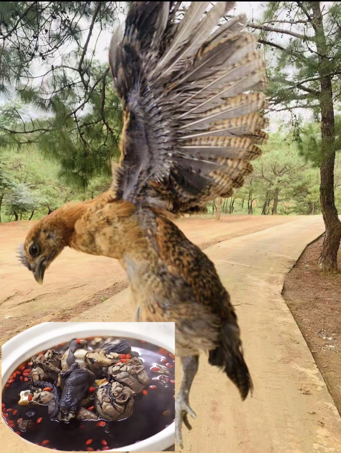 高脚土鸡散养美味鸡种