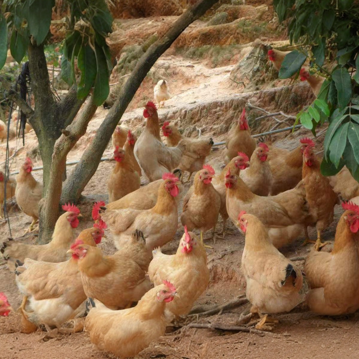 正宗三黄鸡下粉壳蛋农家走地宠物鸡250g包邮鸡苗活鸡幼苗