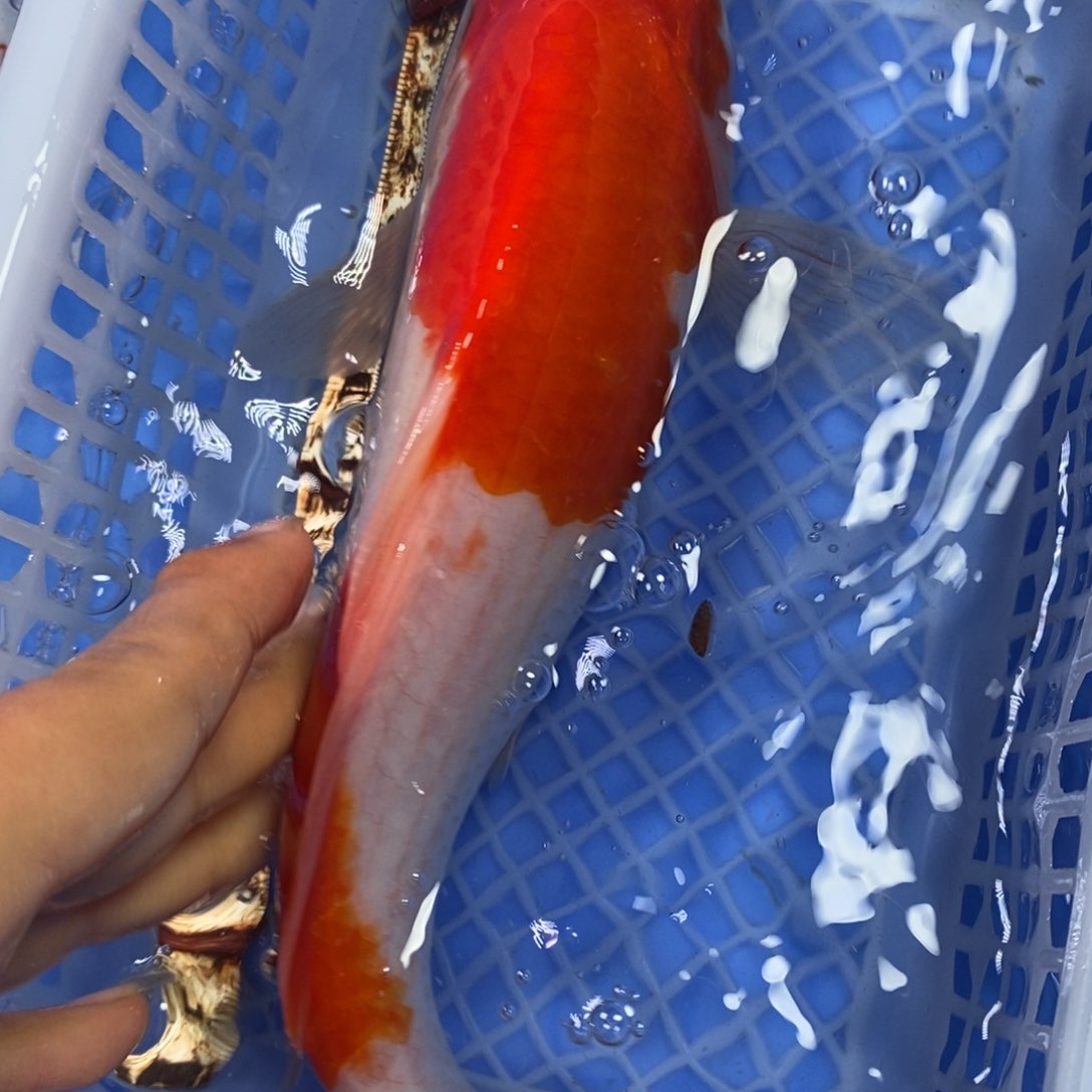 锦鲤冷水锦鲤包邮