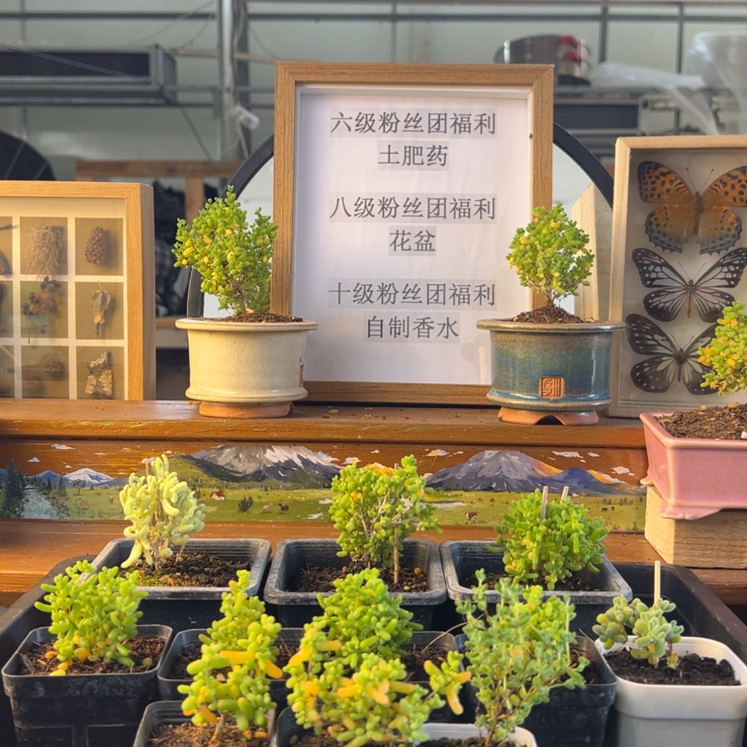 是***.枝干番杏多肉植物补发