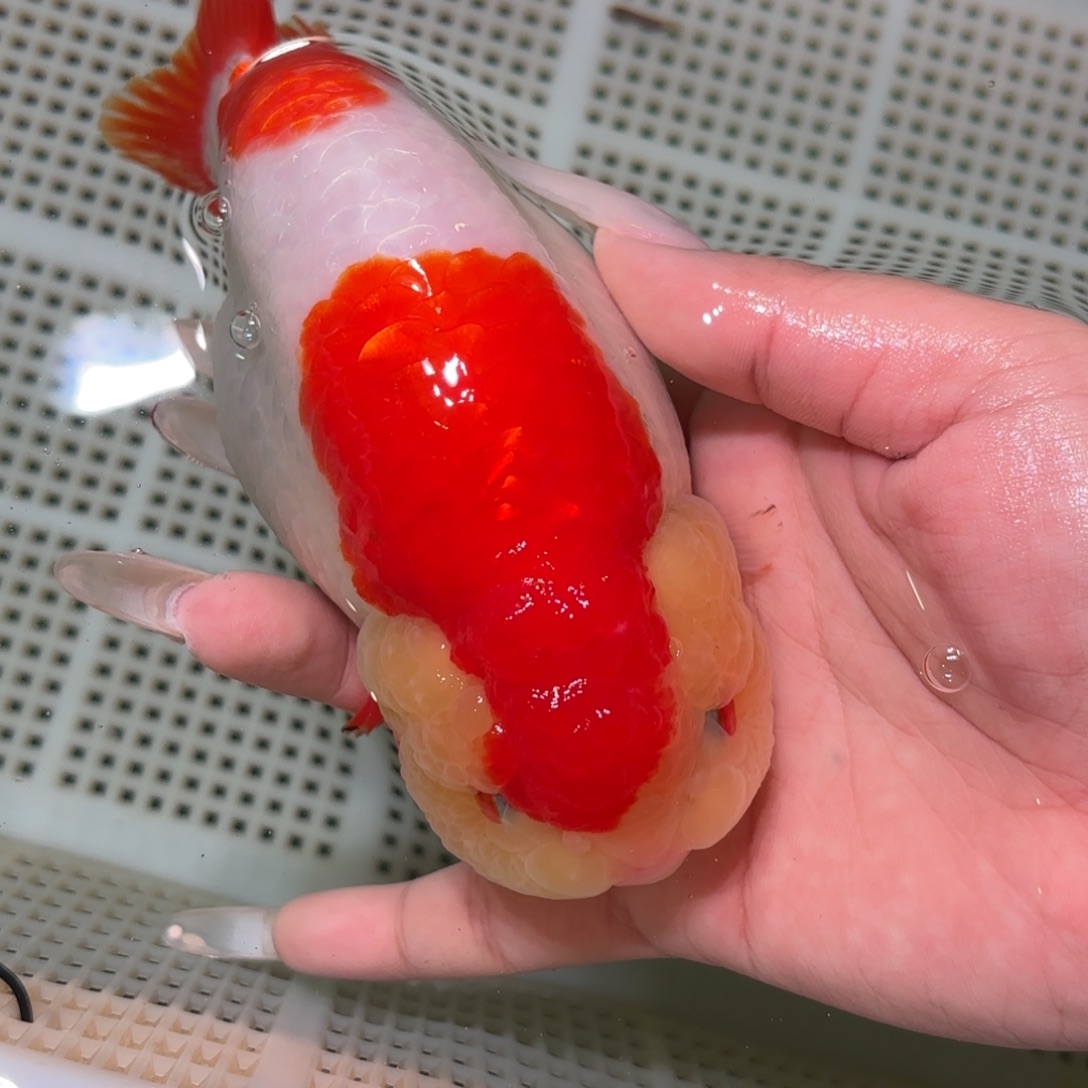 大***陈金鱼拍包装包邮，不拍包装运费到付