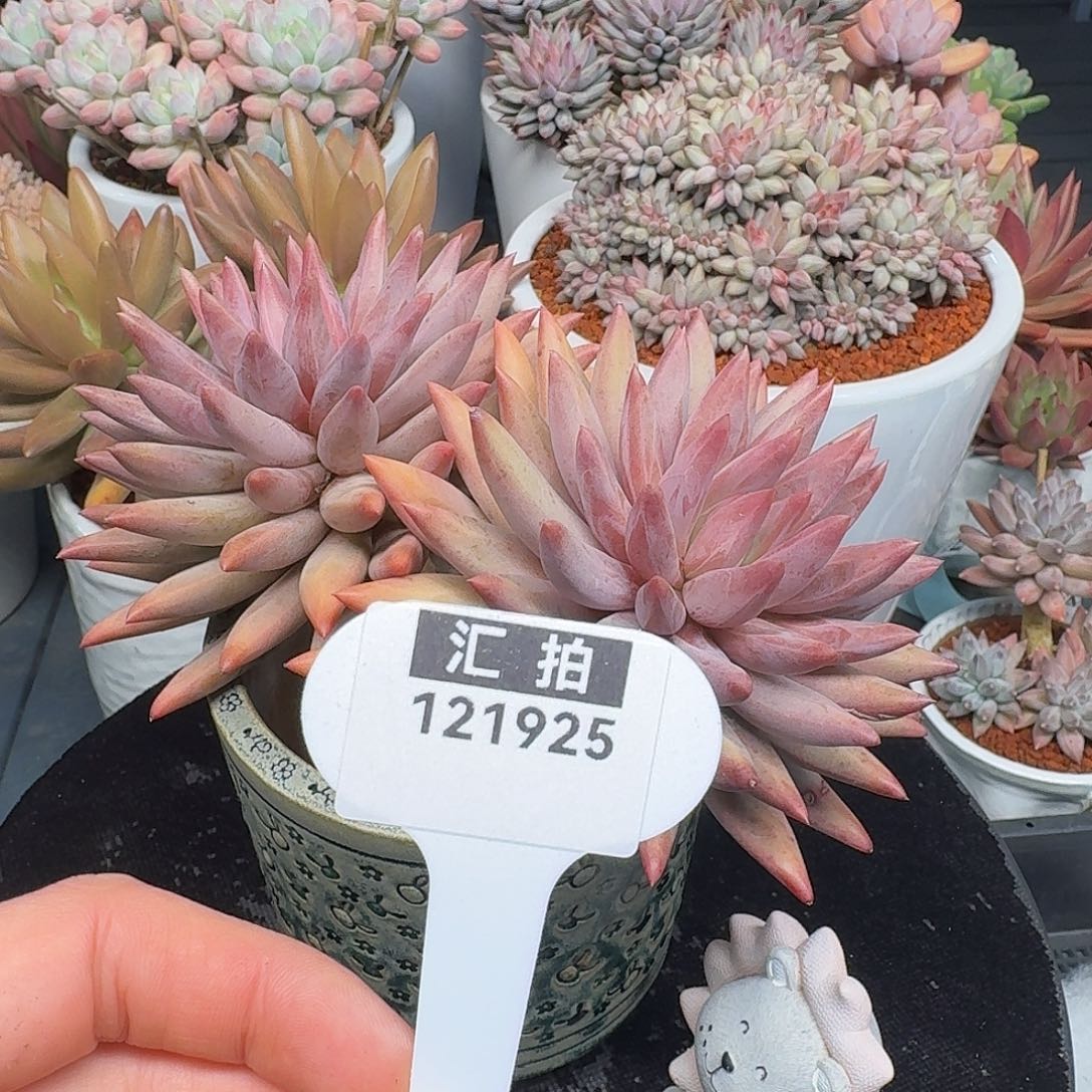 精品多肉植物121925