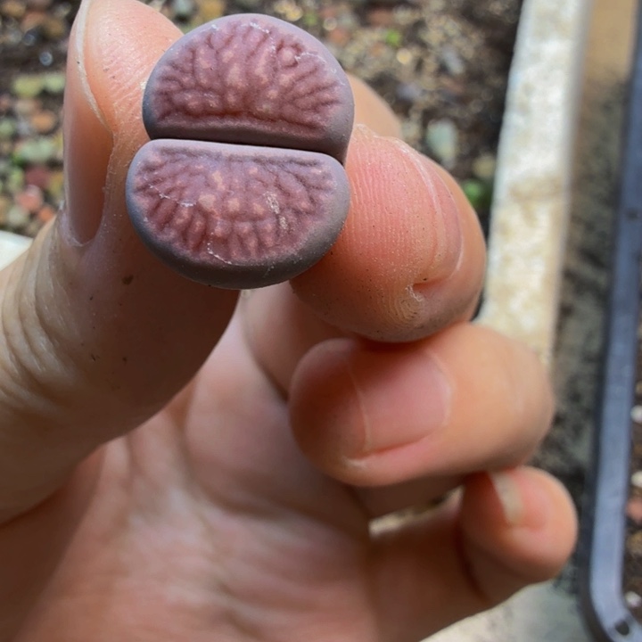 ****️多肉植物的生长发育82