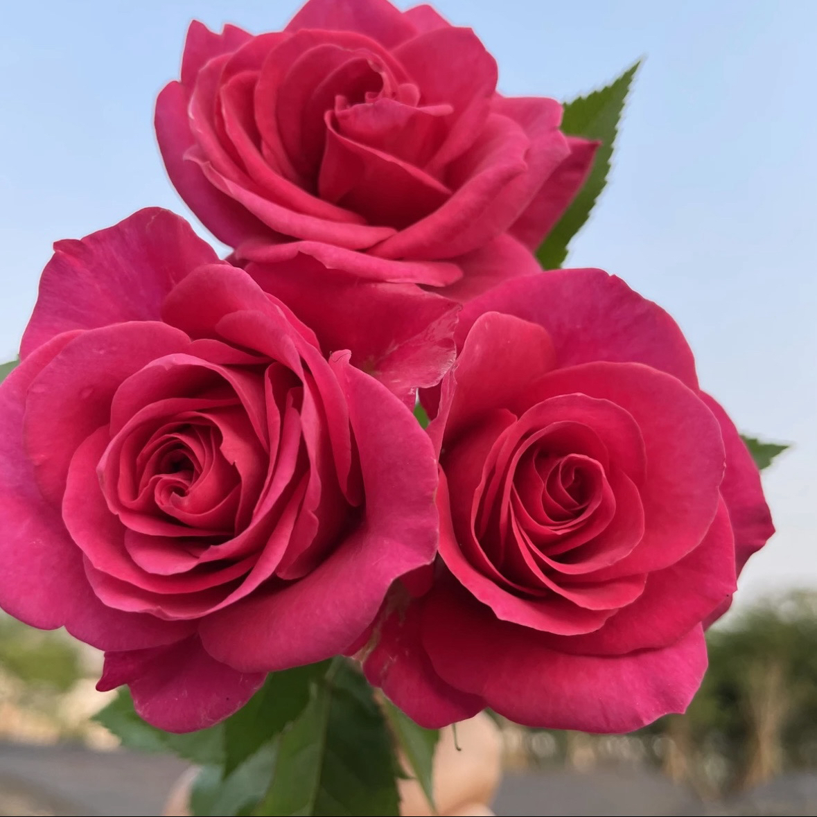 【大富贵】1加仑盆多棵扦插大富贵月季花四季浓香阳台庭院种植