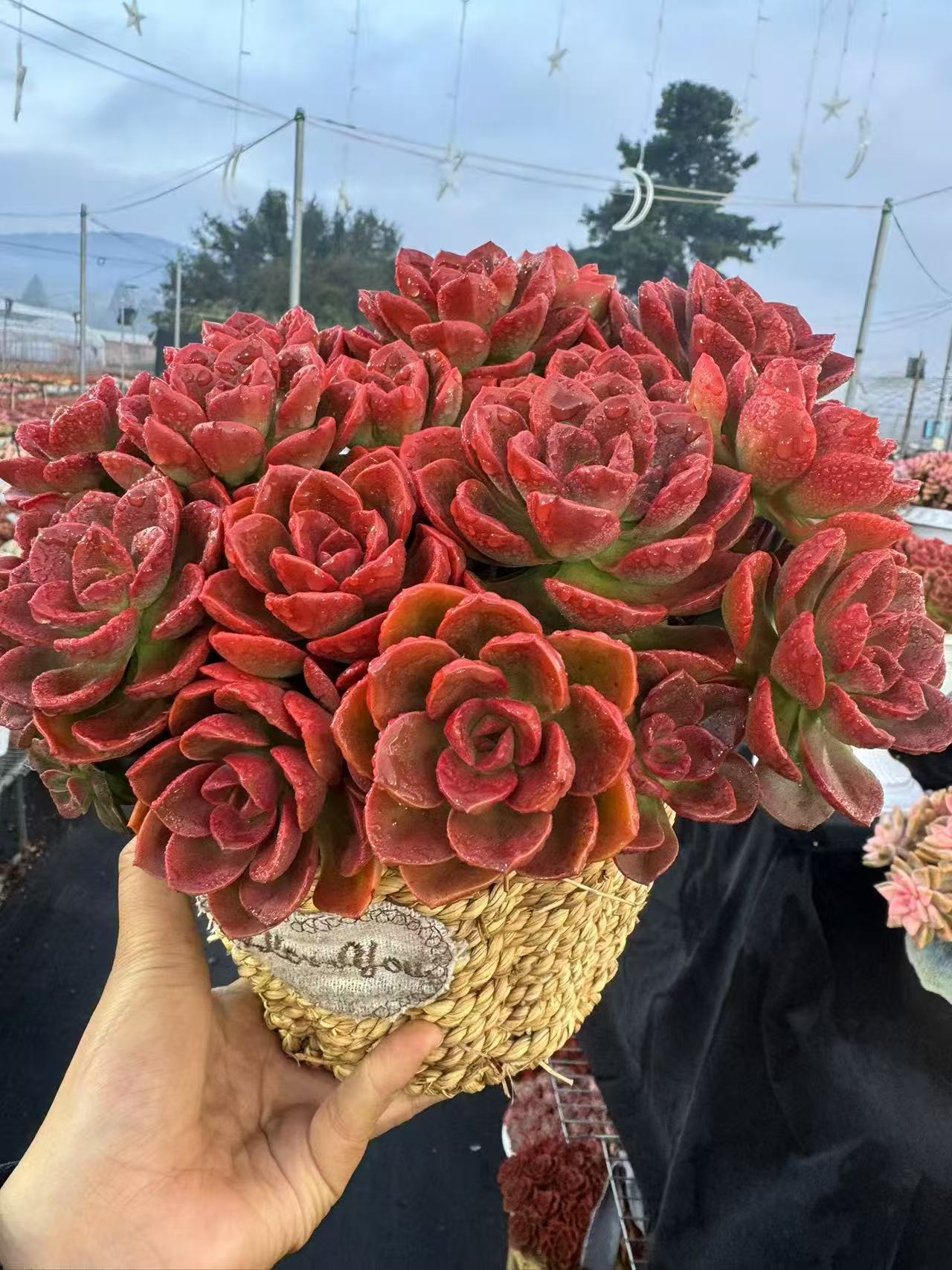 XS红酒玫瑰+草编篮 新手好养带盆栽好美观多肉植物秋季