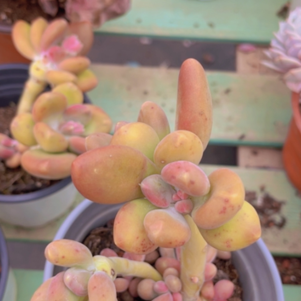 【闪购商品】芒果奶05186