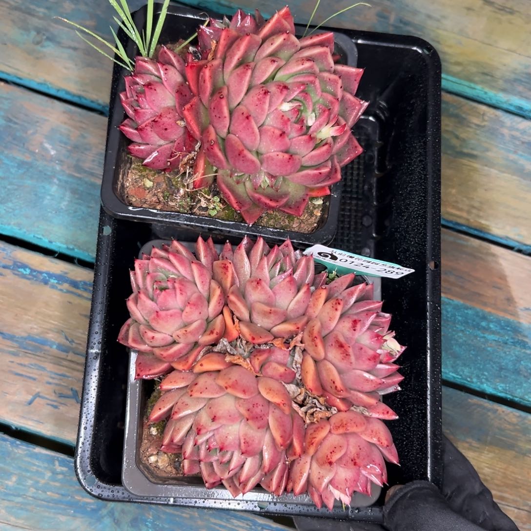 多肉一物一拍0124-289