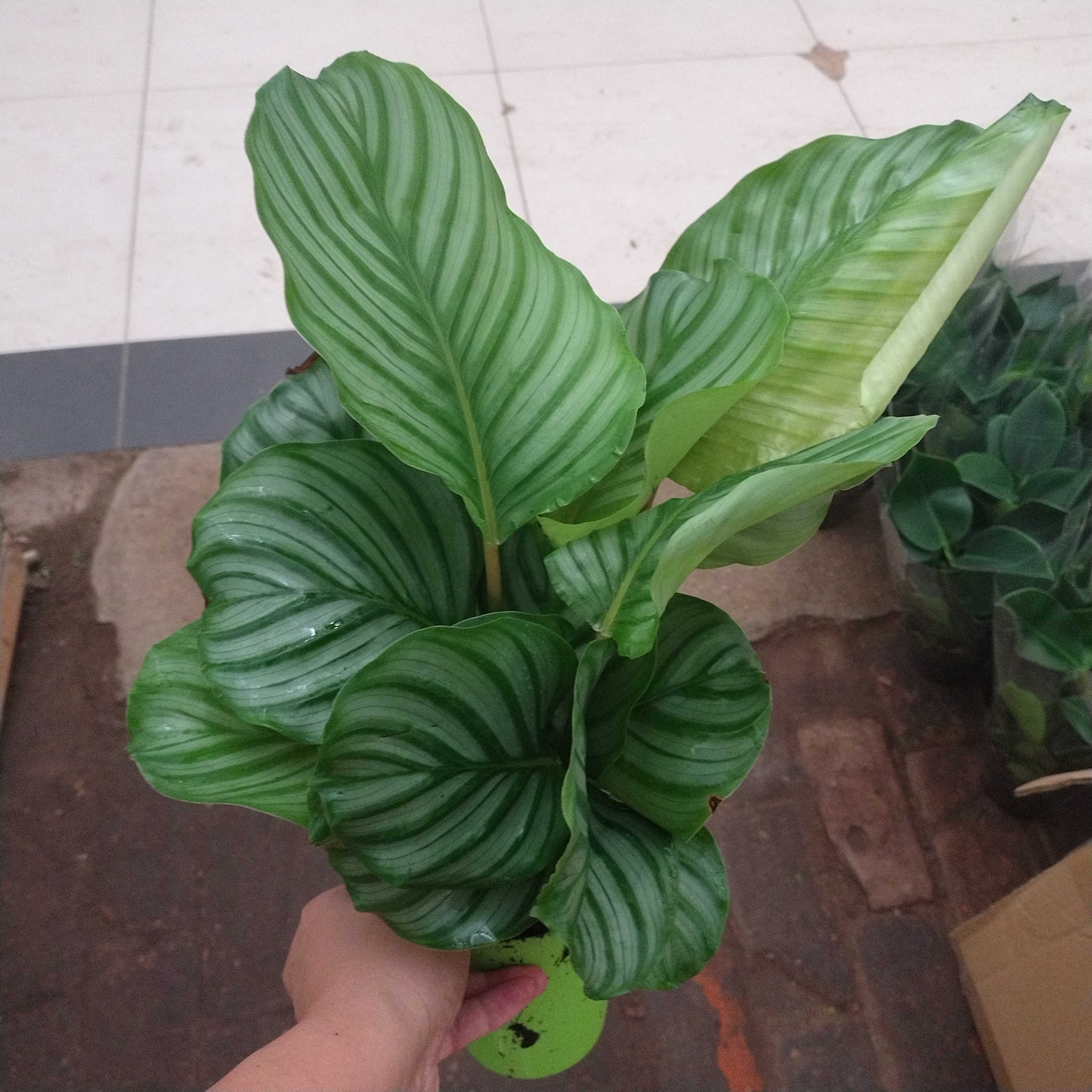 青苹果竹芋盆栽室内好养耐阴专用植物净化空气四季常青绿植彩杯