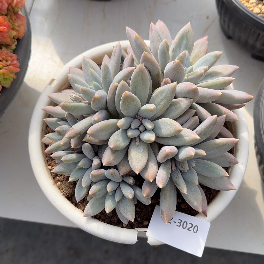 3020哥特萝莉多肉植物