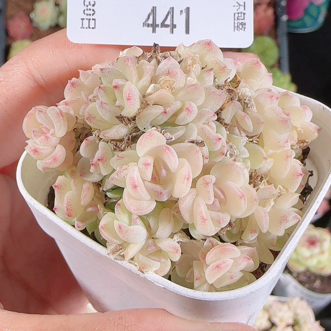 1130-441麦秆不包整