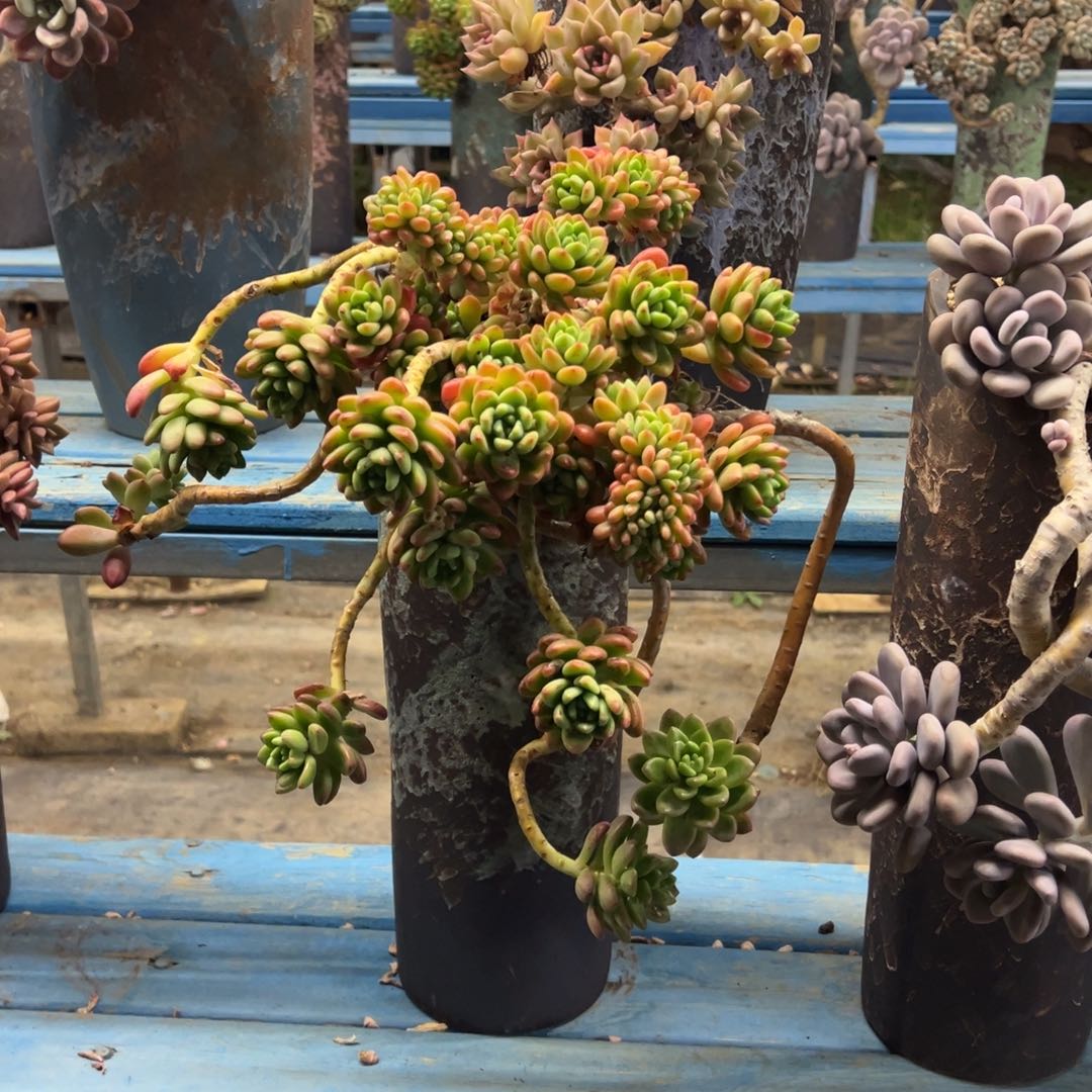 精品香格里拉悬崖带缀 裸根