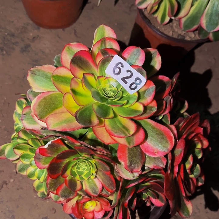 628奶白宽锦多肉植物处理不售后