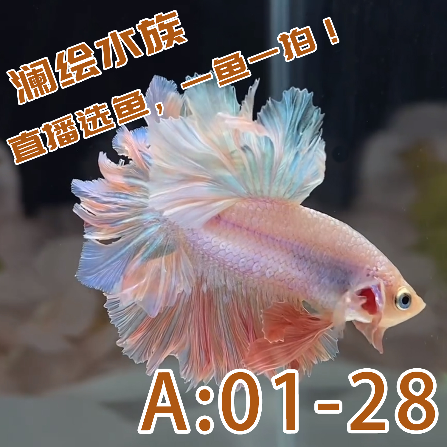 澜绘水族泰国精品斗鱼半月/将军/狮王/绣球等专拍