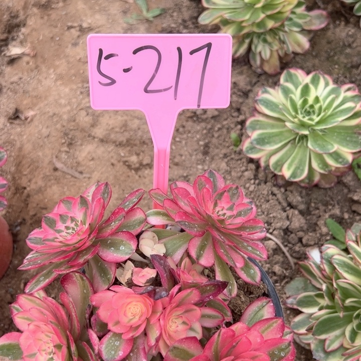 5-217倾城多肉植物