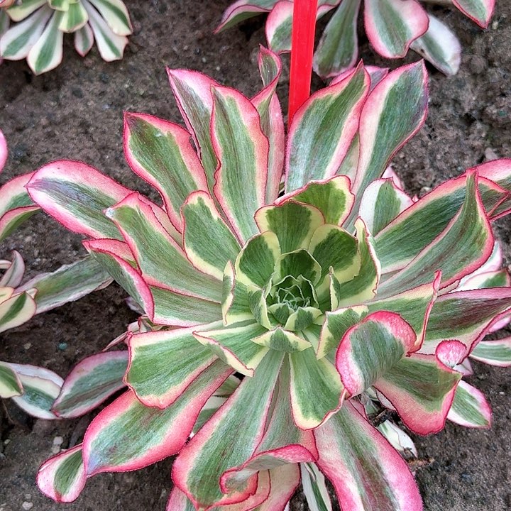 3-49魅影多肉法师