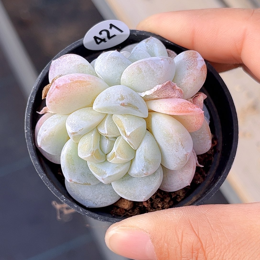 421 冰雕3头 满18包邮 