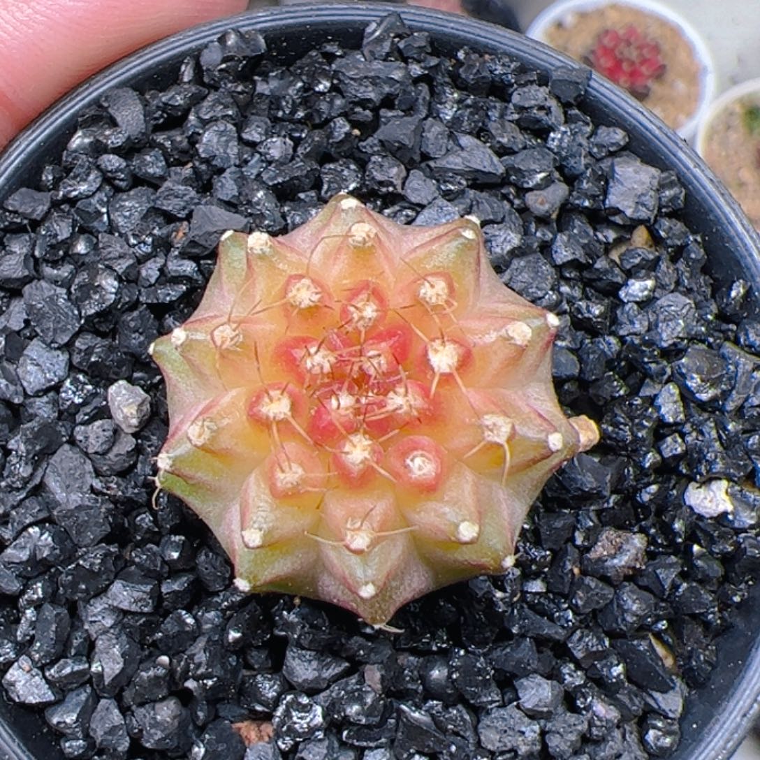 无花朵米哈洛维奇仙人球