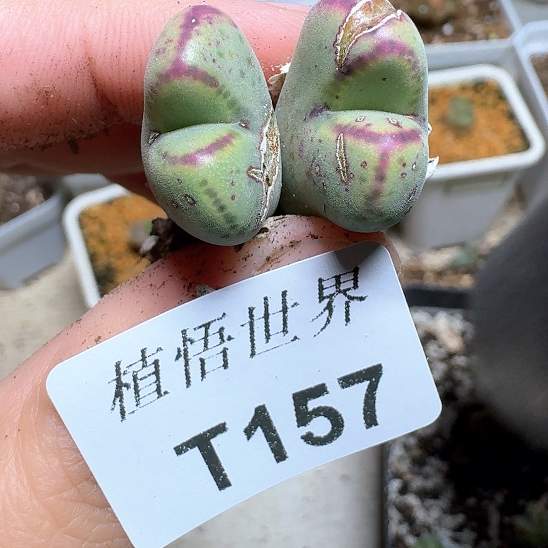 157号多肉植物哇c f