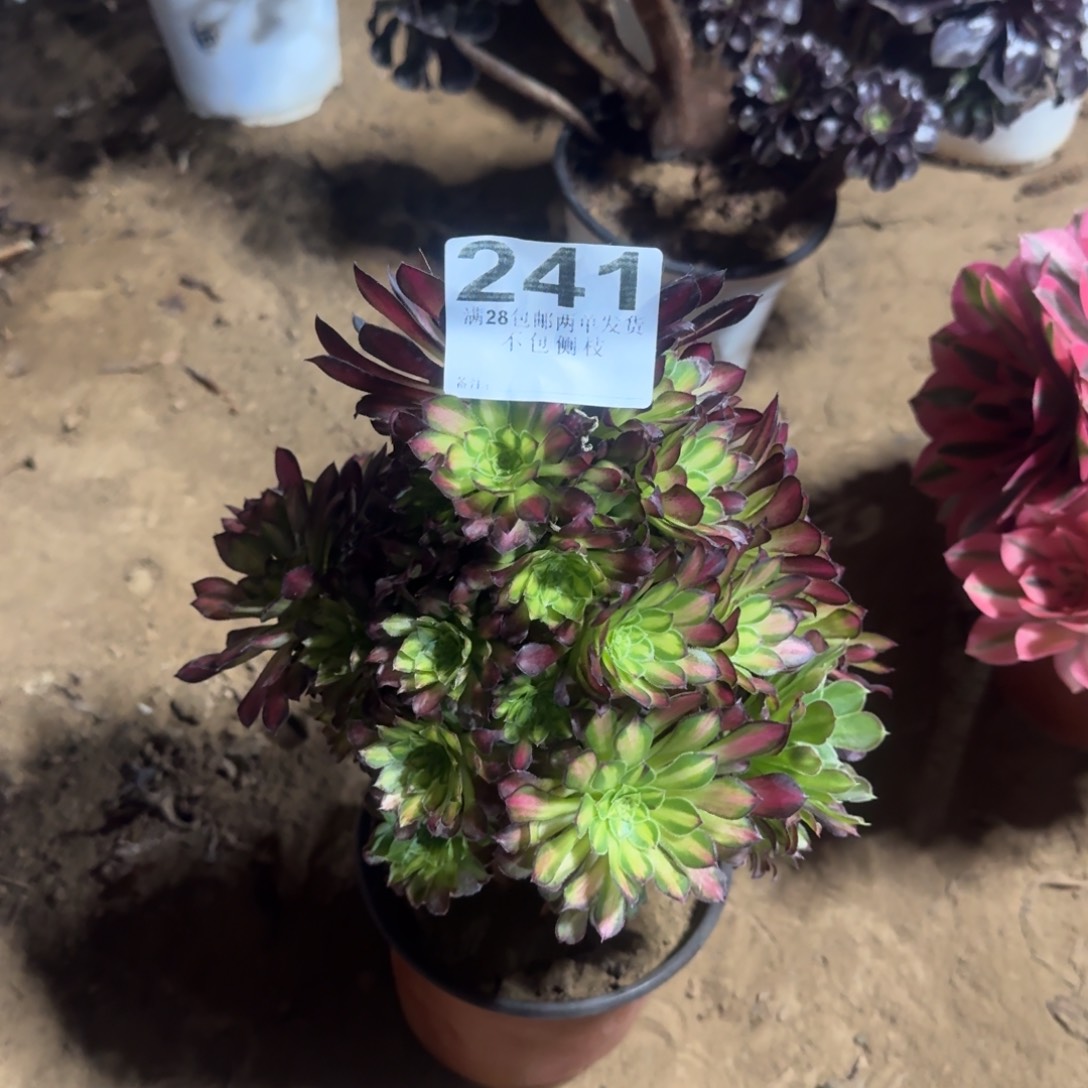 241号童颜清棚不包损