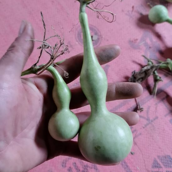 行***年木葫芦摆件家庭摆件