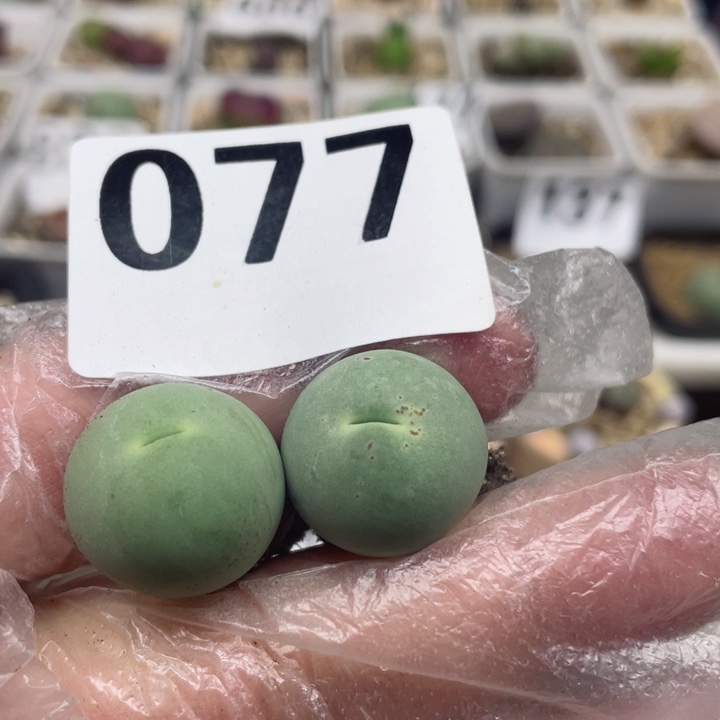 077两颗1.9cm零下拍保温