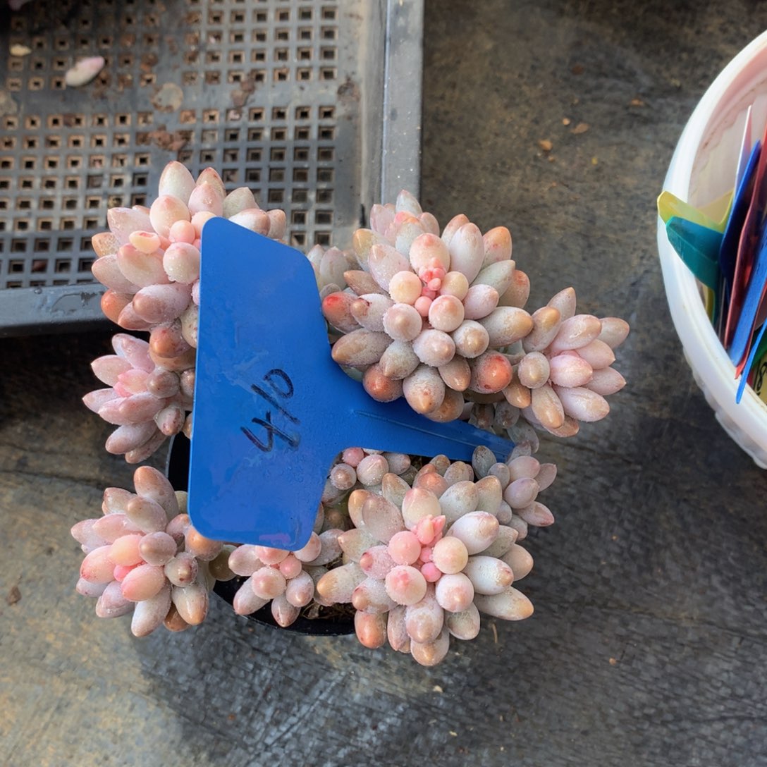 婴儿手指uuwwuwuuewuwu