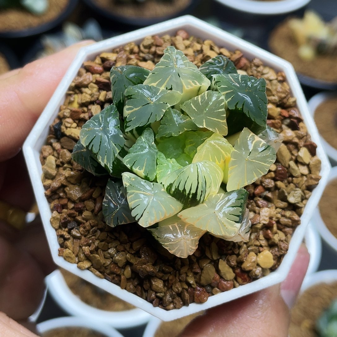 广赖玉露锦十二卷