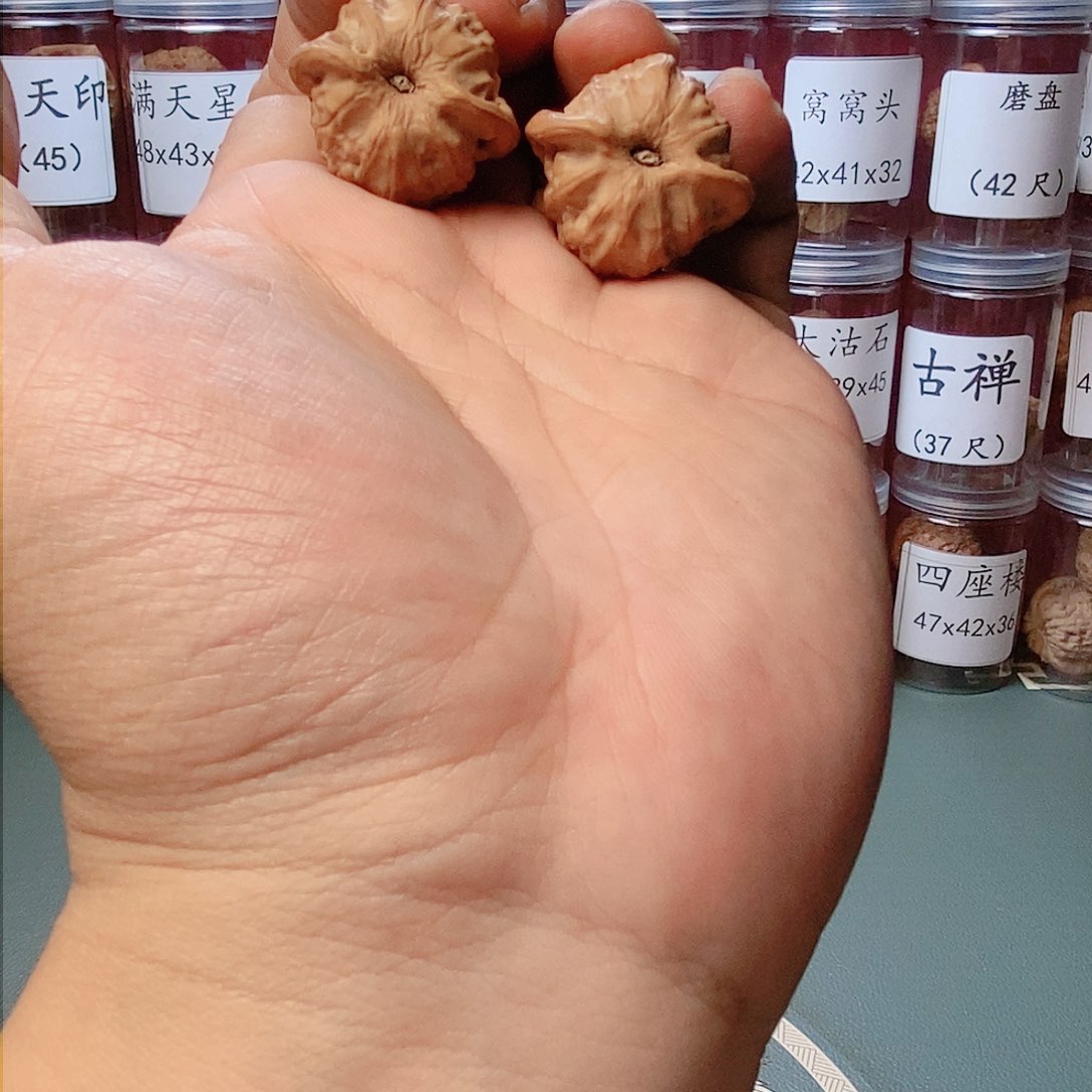 30.5全品大耳朵图图核桃