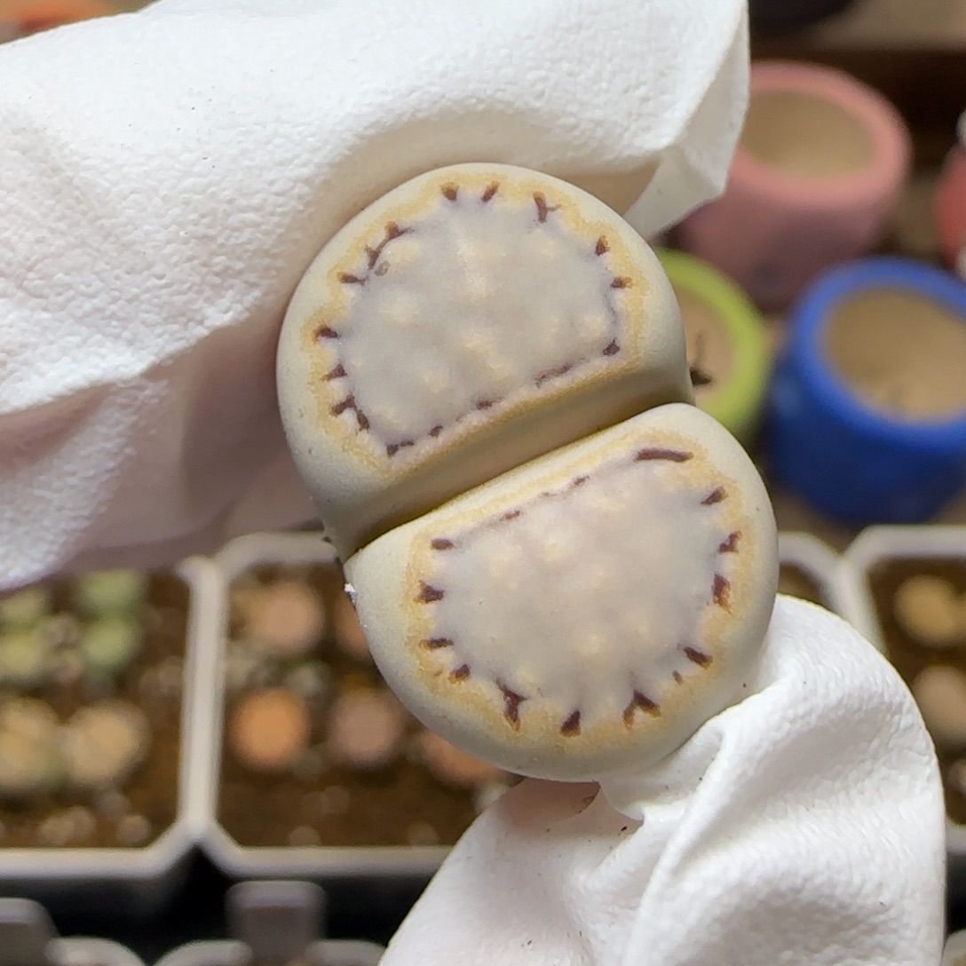 11.10.1621.6糖霜饼干.9011