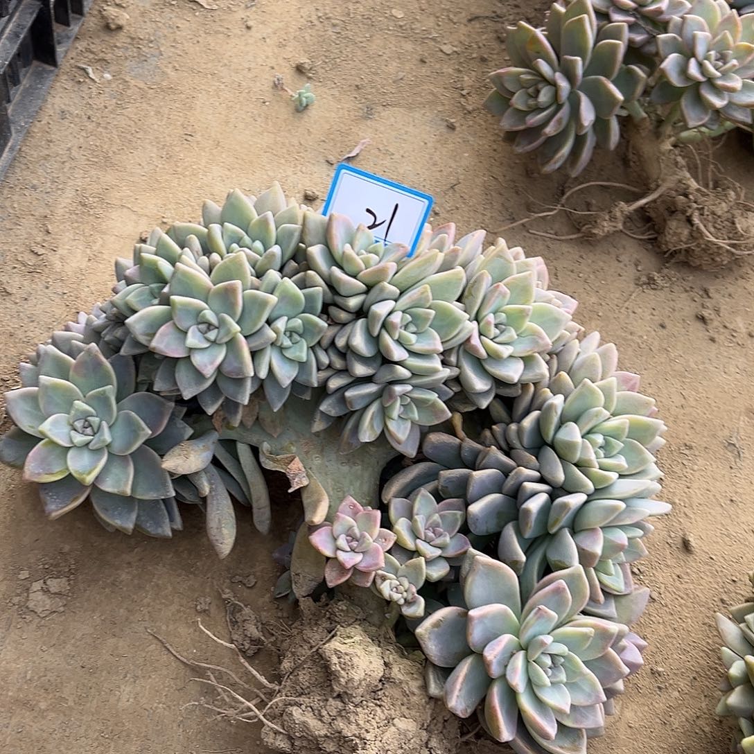 人***生21号淡雪缀化一物一拍