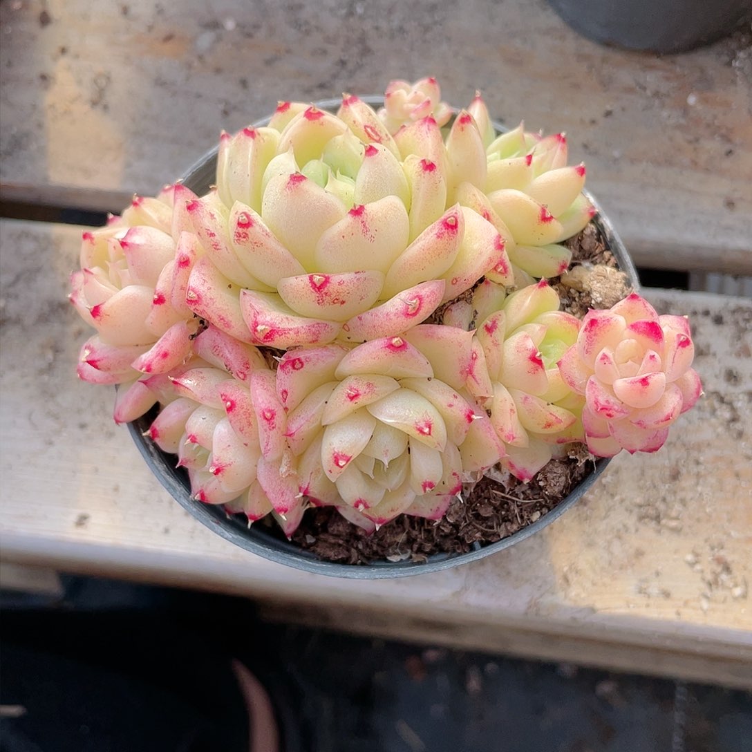 1303  粉麦秆 六月六