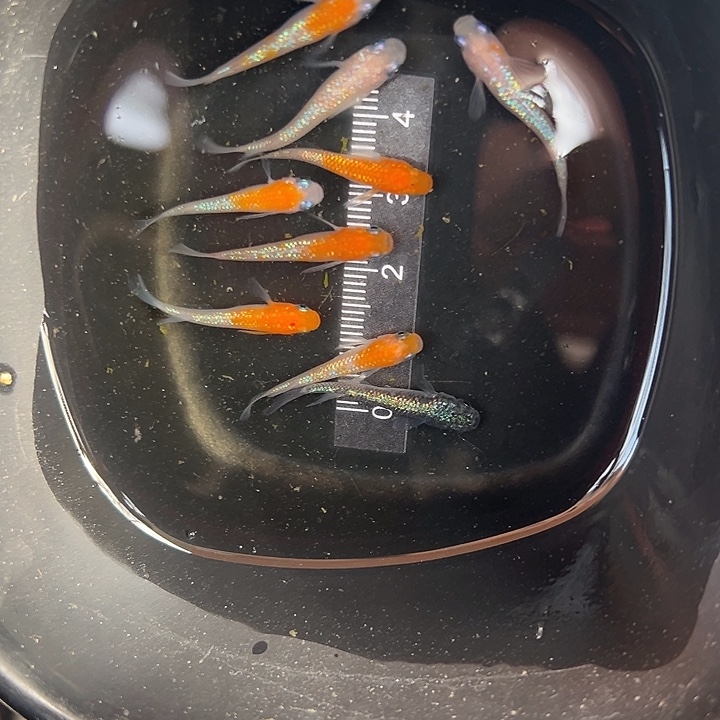 向****青鳉鱼红头白身王华6条白王华两条送一条海王星