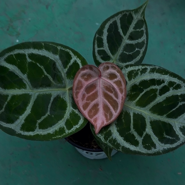 睡***醒完全开放一物一拍C67