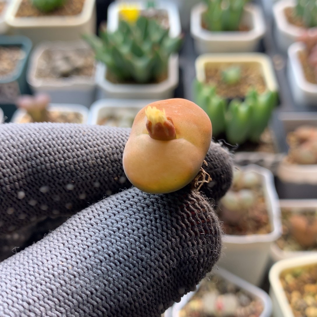 96号蟠桃母本一颗