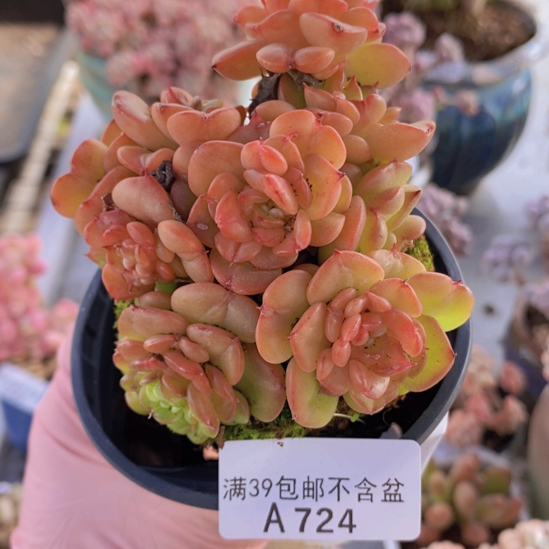 蜡牡丹7cm724多肉植物