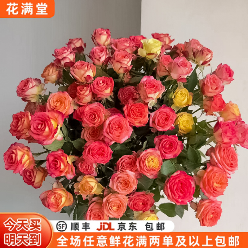 新品【次日达·爱丽丝】爱丽丝多头玫瑰5枝·云南基地鲜切花·家居花全场两单顺丰包邮·直发·批发·生活鲜花DIY