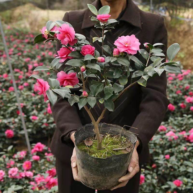 茶梅花苗带花苞四季山茶花树苗室内外花卉盆栽阳台花园耐寒绿植物